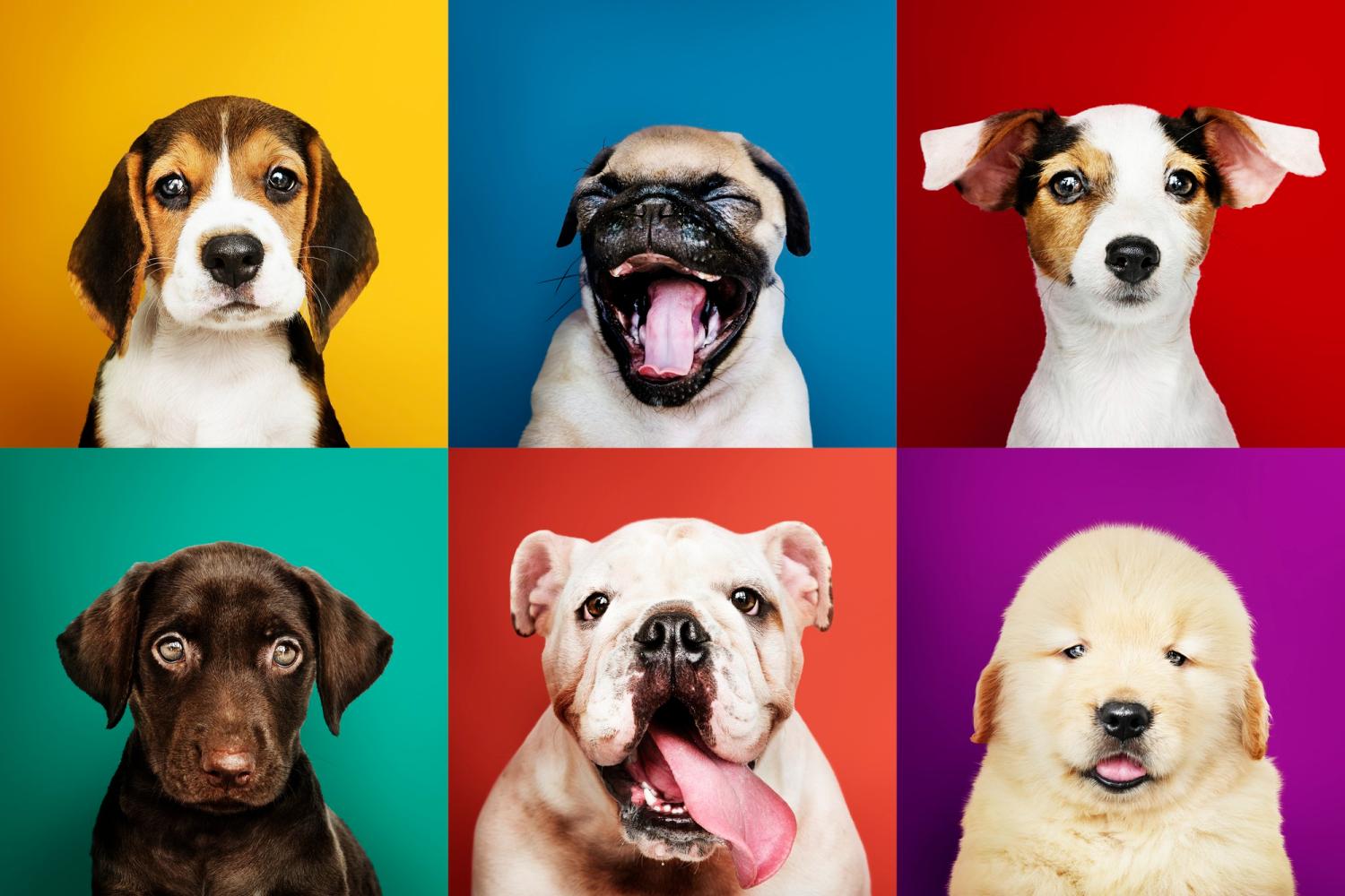 Campagna di microchip gratuito